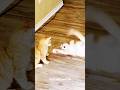 #cat #funnycats