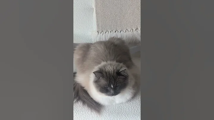 Watch the video about Henry's hips don't lie 🤣🤣 #ragdollsoftiktok #catsoftiktok #ragdolls #cuttest #notfatjustfluffy #hip