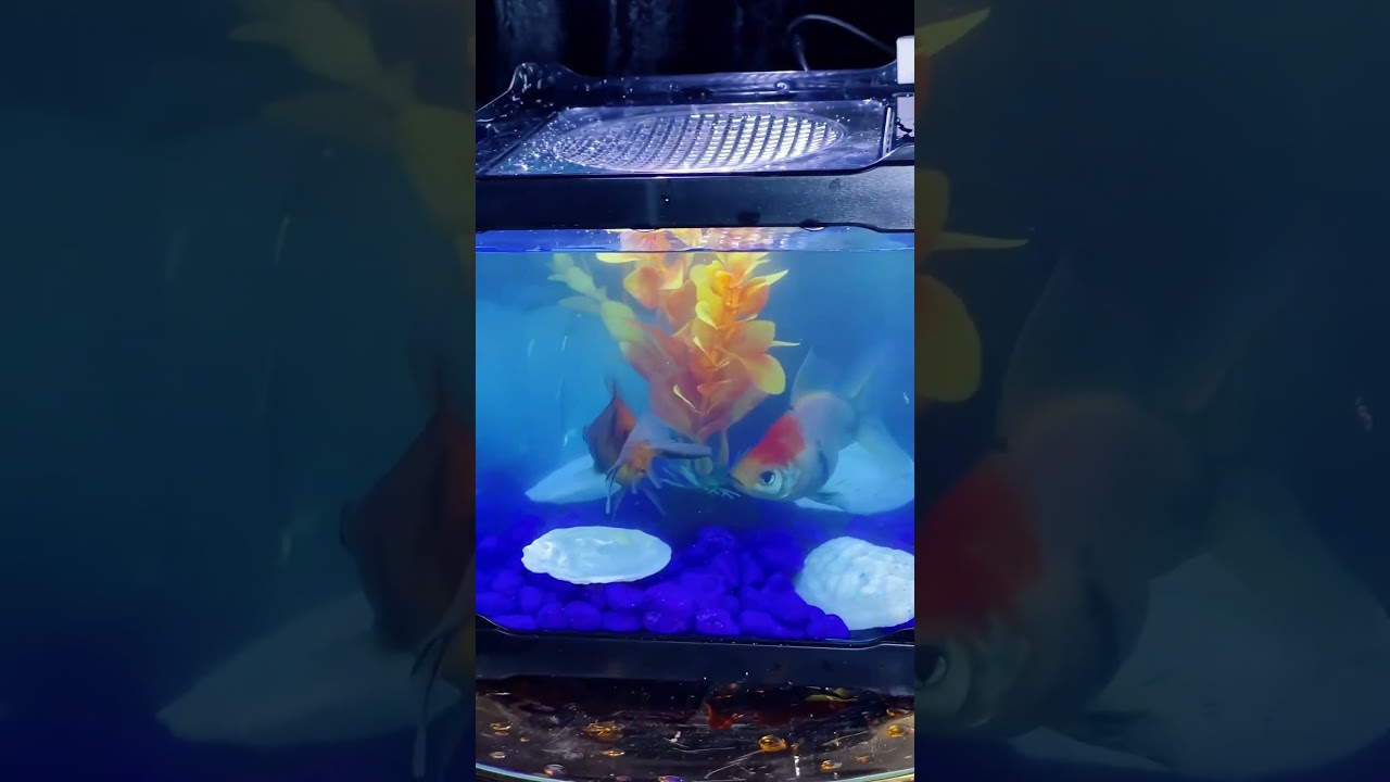 Tabletop Aquarium Fish Bowl