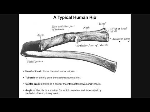 Video: Costochondral Adskillelse: Symptomer Og Behandling Af Ribbenseparation