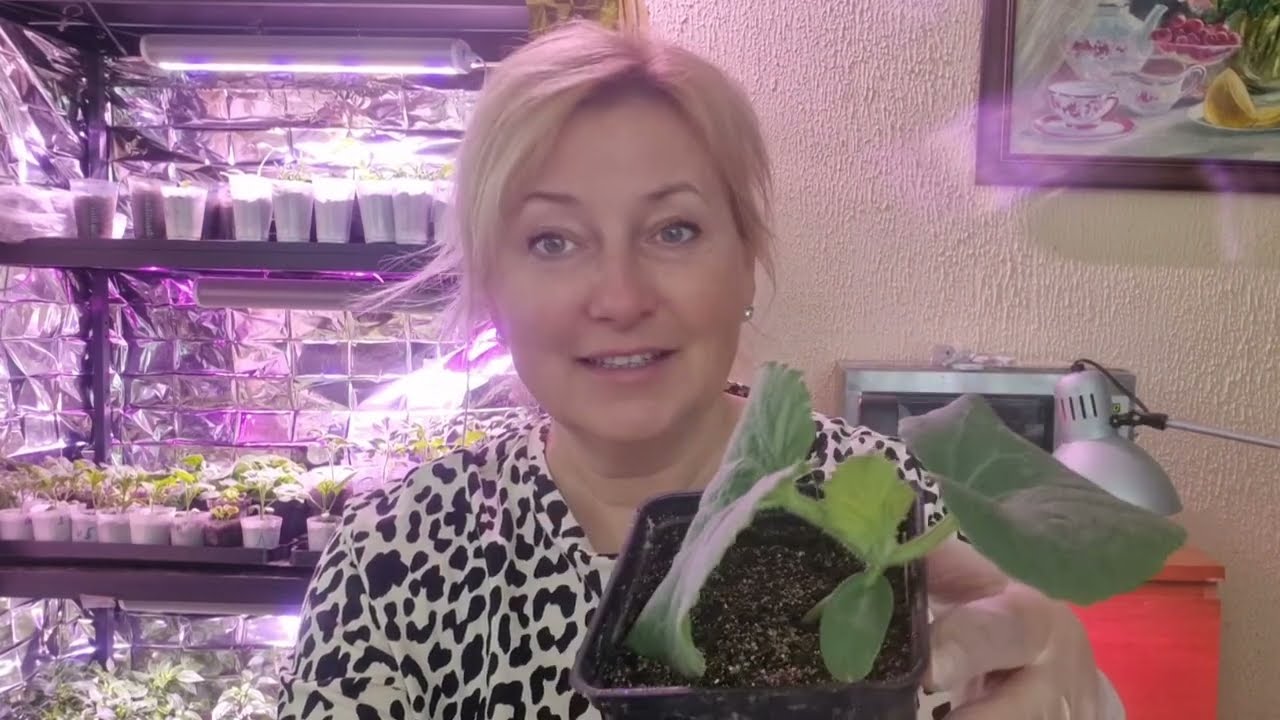 Сажаем дыни и огурцы!!!!