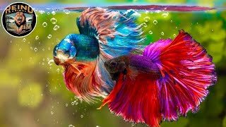 Discover the Most Beautiful Animals in the World | Animal Kingdom