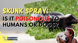 Skunk Spray Is It Poisonous To Humans Or Dogs
