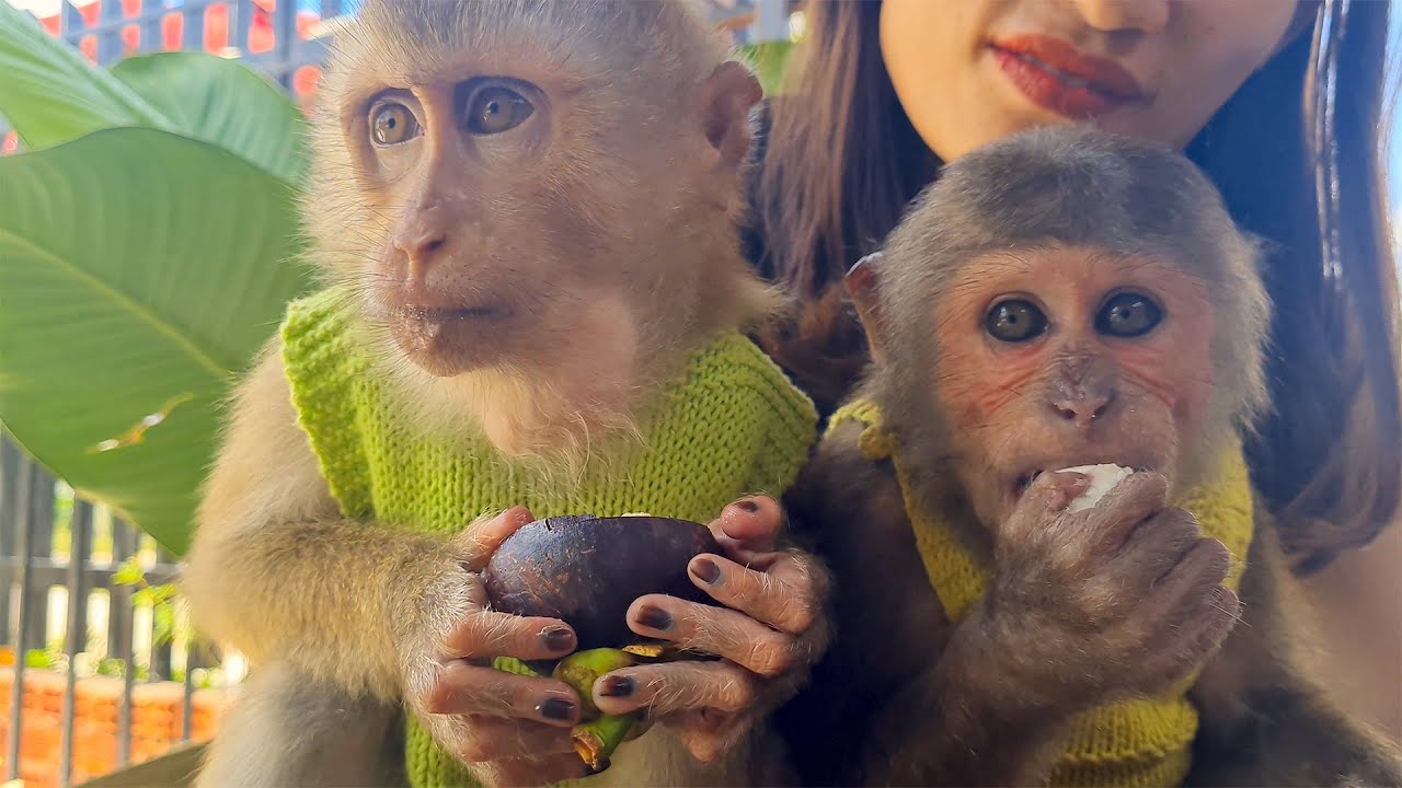 Baby Monkey enjoying fun mangosteen together