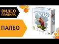 Палео — Видеоправила настольной игры 🦧🐘