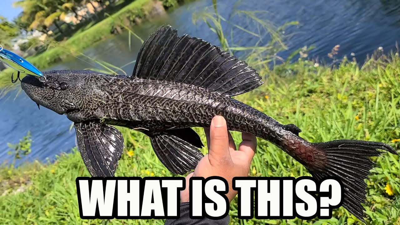What is this Fish?  Toy Fishing Rods and Bass Fishing!