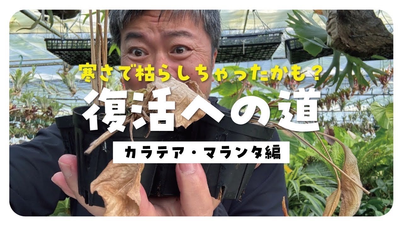 冬の寒さで枯れてしまった⁉️植物の復活方法を解説　カラテア、マランタ編