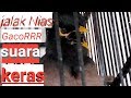 Jalak Nias Gacor Suara Variasi Buat Masteran Ryan Mp3 - Mp4 Download
