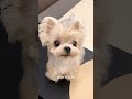 Here are 15 kinds of cute dogs to share. How many have you seen#Cute dog#Wang