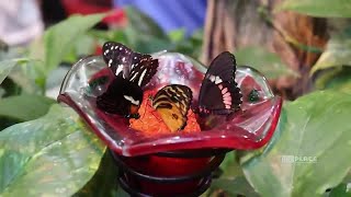 Famous SPONSORED The Place: Explore Branson: Butterfly Palace Profile