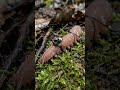 Velvet Worm POV 😱 The Strangest Creature You’ve Never Seen!