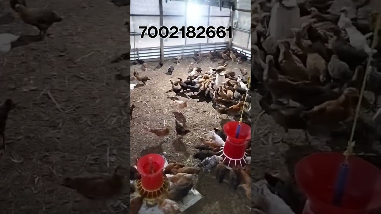 Assam Agro project Abhayapuri Farming