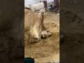 #cow #farming #animals #farm #explore #foryou #explorepage #trend #viral #trending #shorts #views