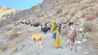 Download Lagu De moeilijke migratie van bergnomaden: het oversteken van rotsachtige en gevaarlijke paden MP3