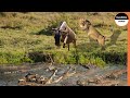 Predators trap crocodile below lion behind  natures perfect ambush