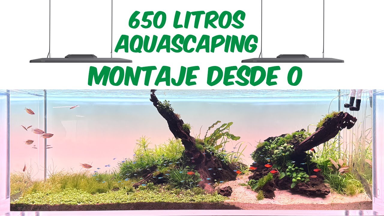 De URNA VACÍA a OBRA DE ARTE 💚 Montaje COMPLETO Acuario Plantado 180x60x60 🔝