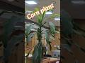 Air Purifier की छुट्टी! Meet the Corn Plant 🌿😱 #shorts