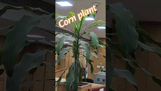 Air Purifier की छुट्टी! Meet the Corn Plant 🌿😱 #shorts