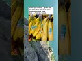 The Banana Trick Everyone Shares… But Is It Actually True?