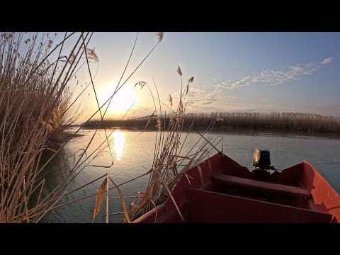 Видео: Балхаш. Рыбалка в Дельте реки Или. Открытие сезона. Сом, Сазан, Змееголов .