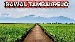 Download Lagu Ikan bawal rawa // mancing bawal rawa pening MP3