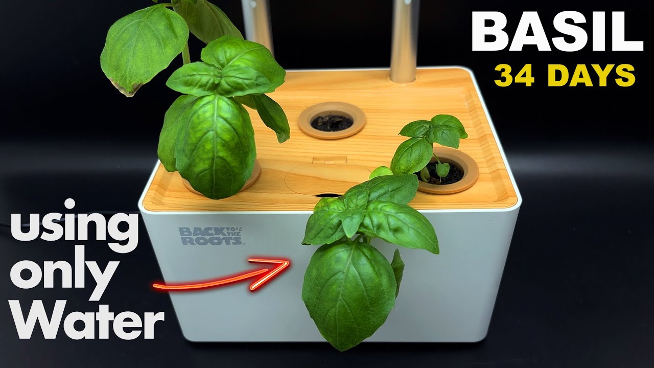 Growing BASIL In Hydroponic System (No soil) Timelapse! YouTube