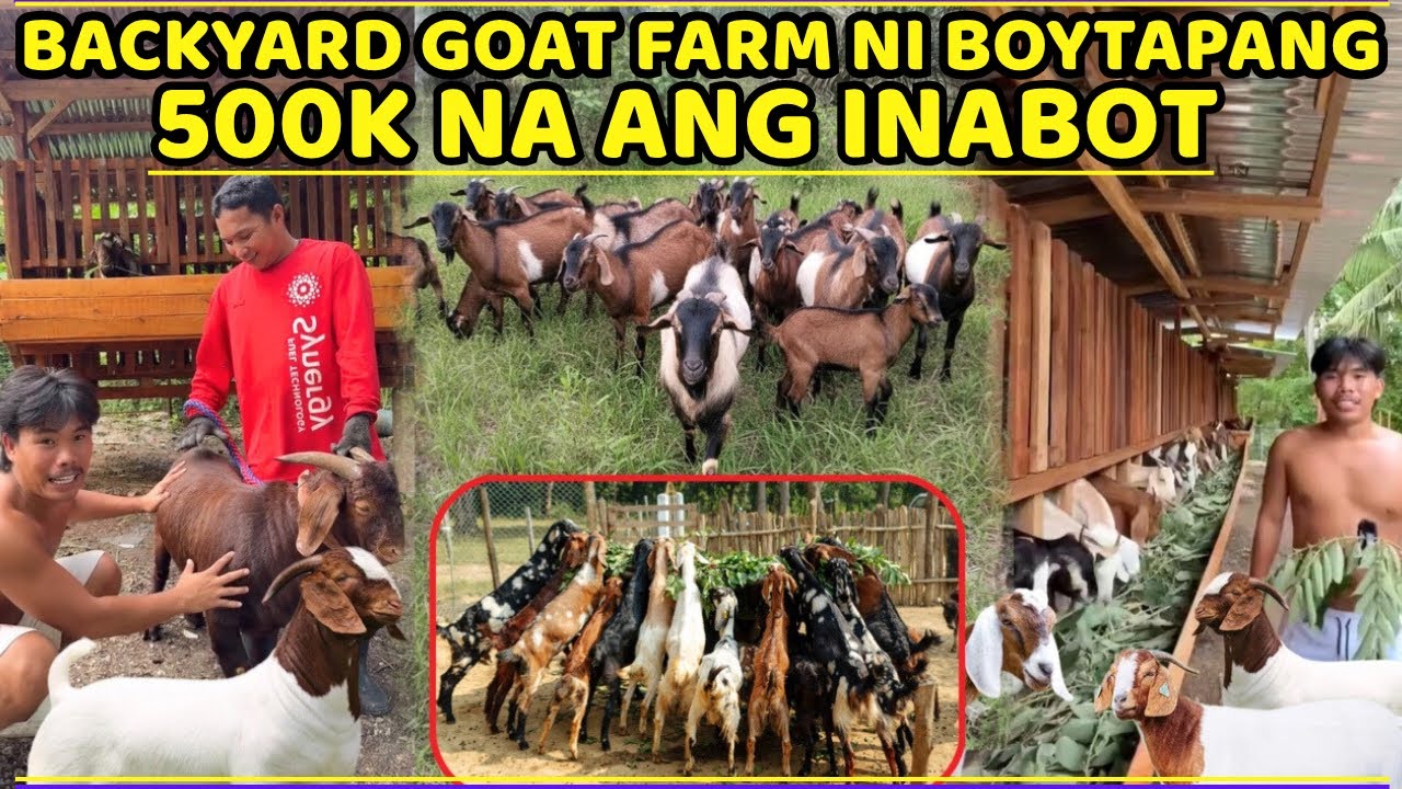 BACKYARD GOAT FARM NI BOYTAPANG - 500K NA ANG INABOT