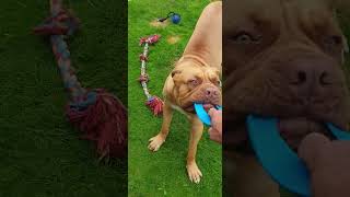 Shiva 9months old Dogue de Bordeaux puppy playing