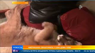 Американка неожиданно обнаружила у себя дома огромную пуму