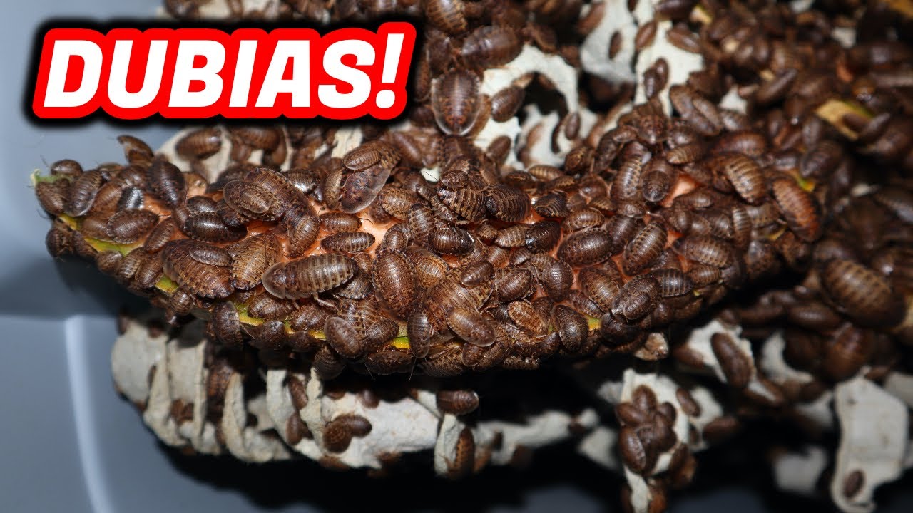 FEEDING DUBIA ROACH COLONY HOLDBACKS YouTube