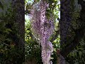 #homegarden #cottagegarden #wisteria #garden #dreamgarden