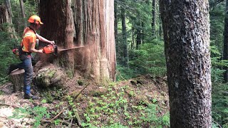 First tree of the morning in a new block