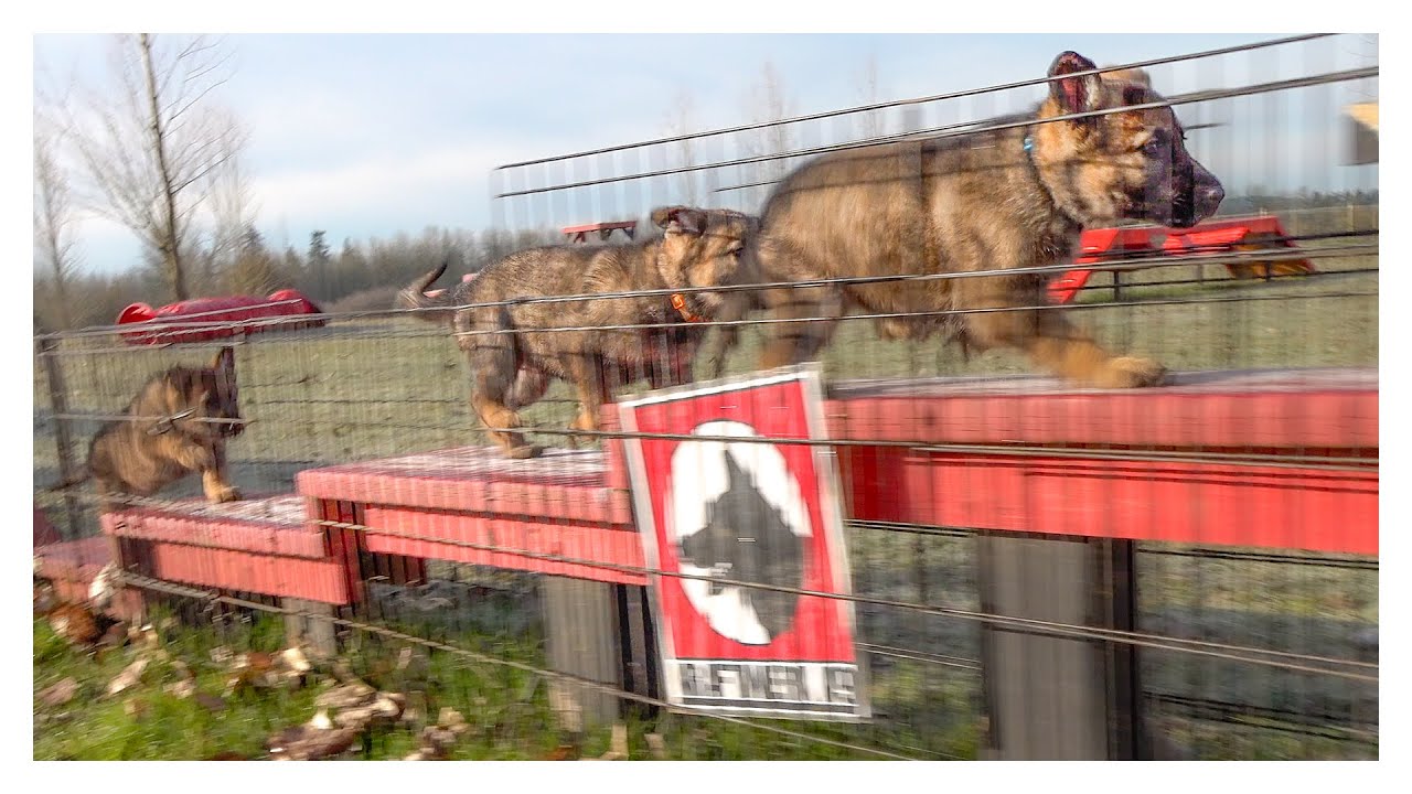 Puppies With Drive! YouTube