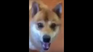 Dog dancing to Africa 8 hr loop