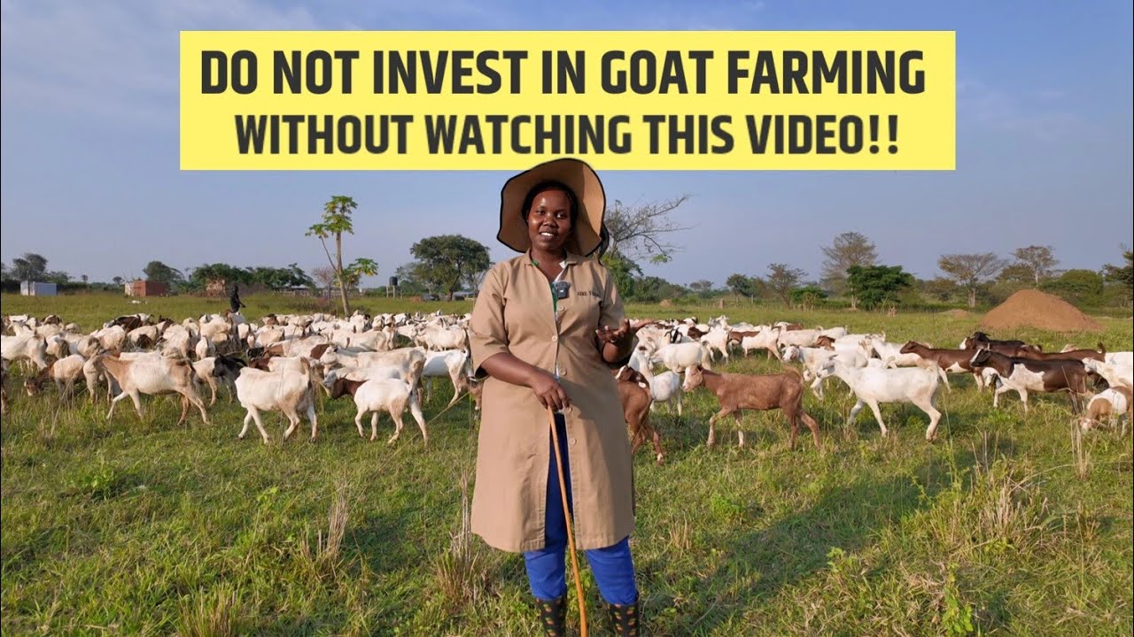This Is Why Most Goat Farms Fail - Common Challenges & Solutions