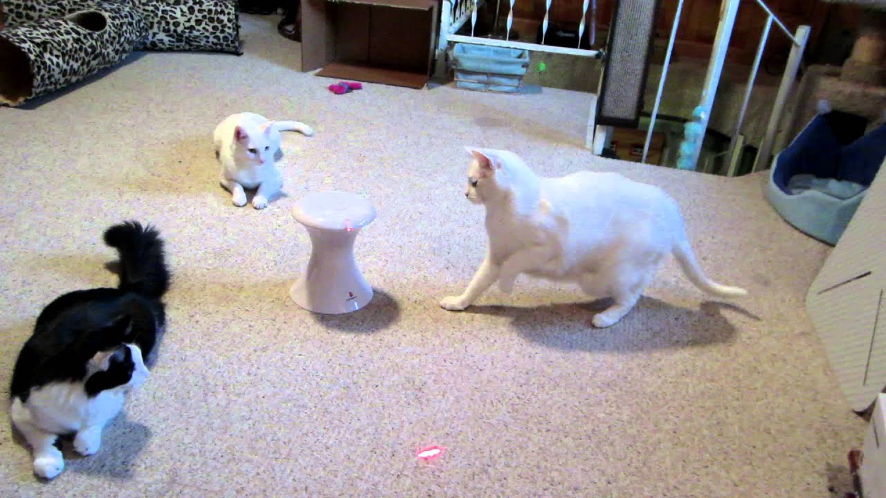 catnip oil Frolicat Dart VS. Jupiter the Cat !
