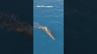 What Happens If a Whale Swallows You?