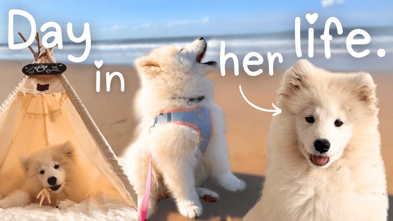 POV a cozy day in the life of a Samoyed Puppy | spend a cozy saturday with us