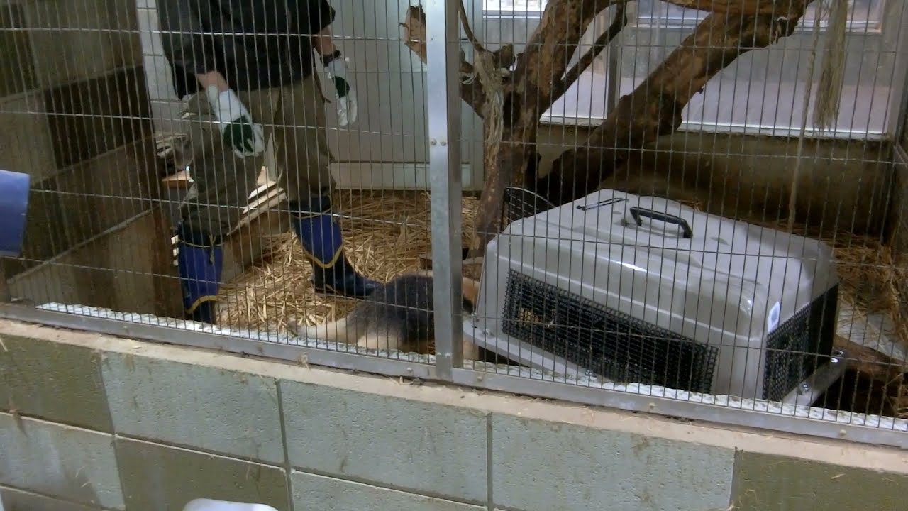 ミナミコアリクイの「サン」を高知県立のいち動物公園へ移動します