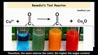 Investigating the Presence of Reducing Sugars in Regular and Zero-Sugar Common Beverages screenshot 3