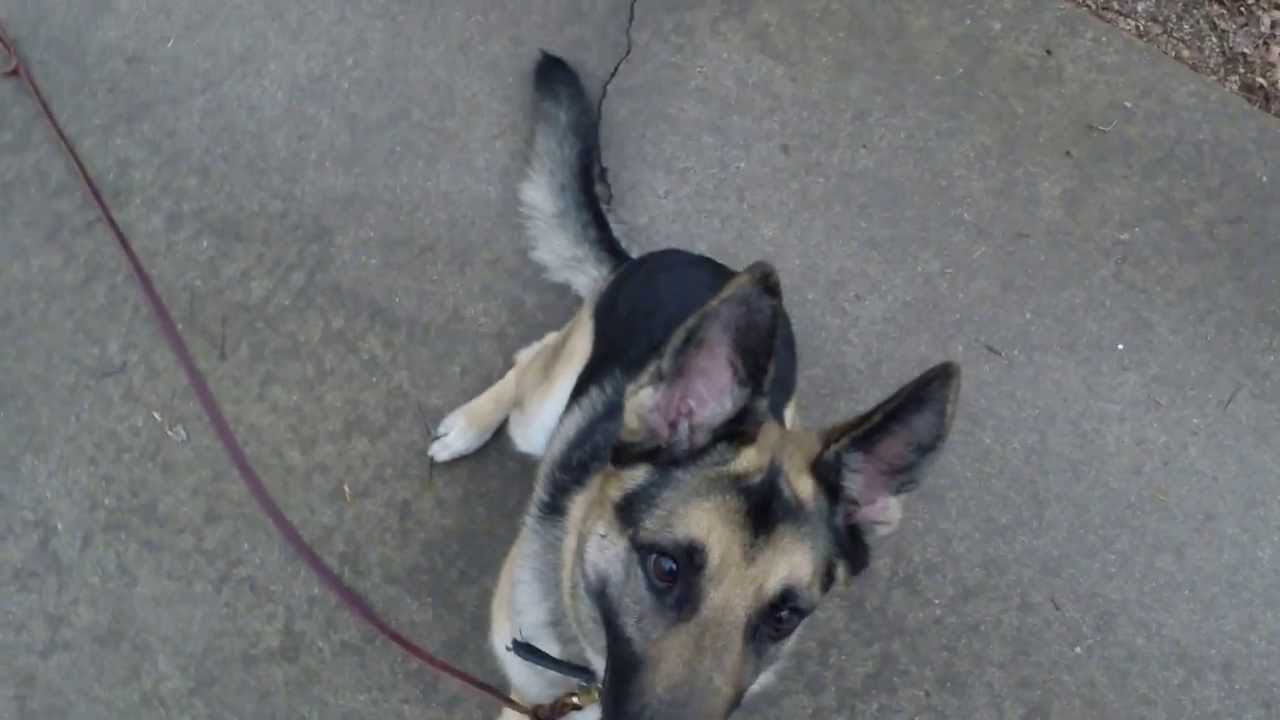 Kona the German Shepherd | Redeeming Dogs training | Dallas/Fort Worth dog training