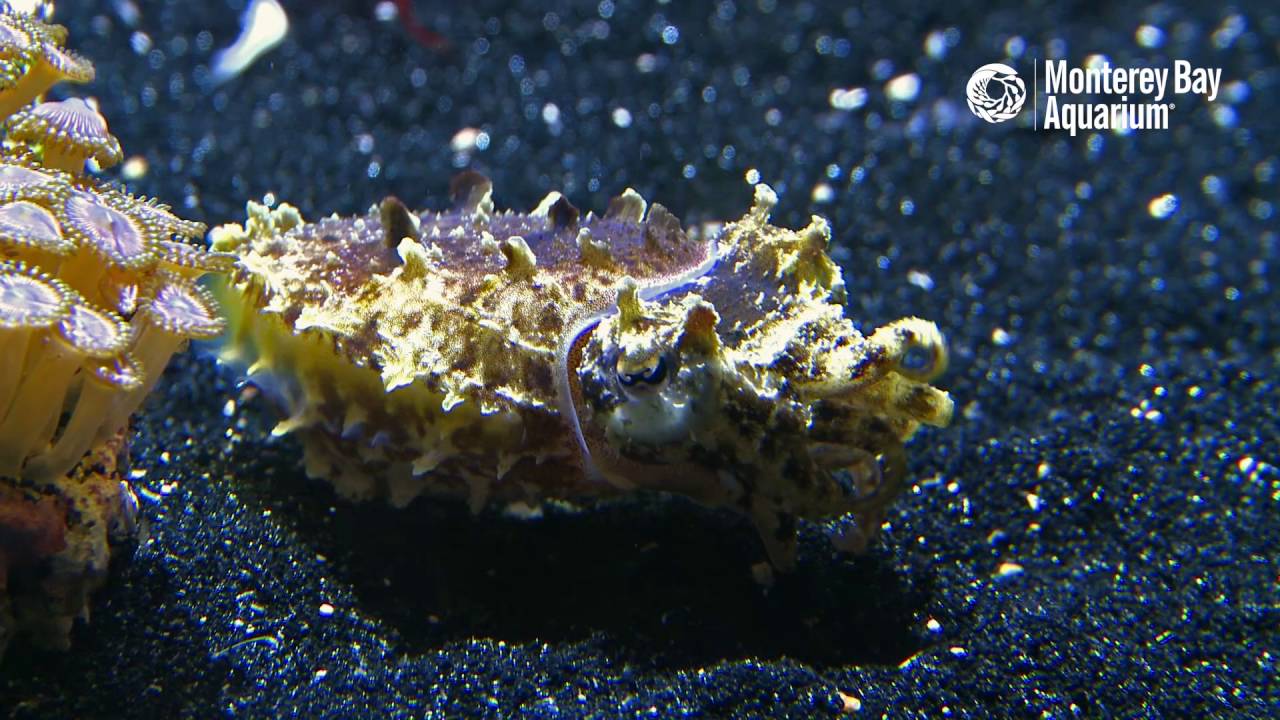 Stumpy Cuttlefish on Exhibit!