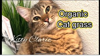 Organic cat grass #cat 🐈