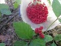 Костяника (Rubus saxatilis). Сбор костяники. Костяника и плоды ландыша. Июль 2017