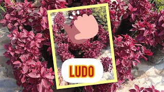 Ludo  || Entertainment Time|| screenshot 5