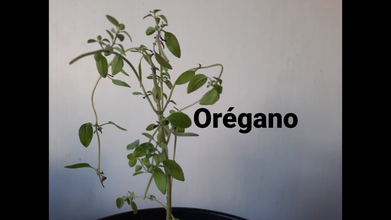 COMO TRATAR DO PÉ DE ORÉGANO.