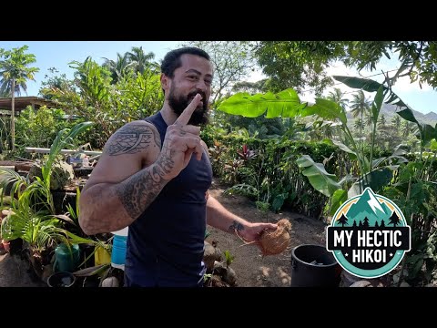 First time in Rarotonga 🇨🇰 Eating "Rukau" Taro Leaves in coconut cream
