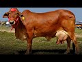 Sahiwal cows for sale | Sahiwal gay ki pechan .