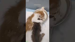 Funny Cat acts like a boss - Cat Drama 💥 Boom Funny!