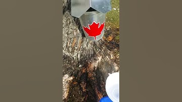 MAPLE SAP BUCKETS OVERFLOWING!
